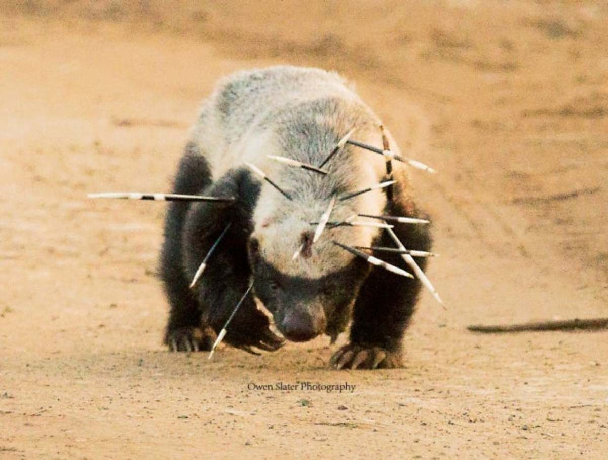 the-worlds-most-fearless-creature-is-the-honey-badger