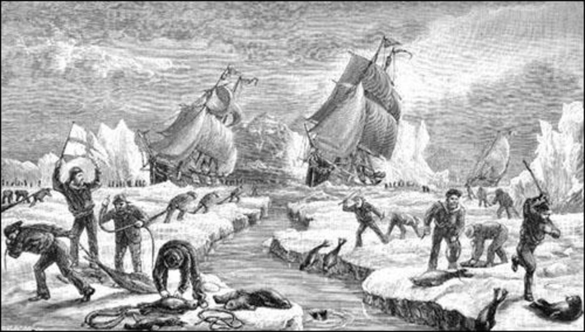 Generations of Newfoundlanders have risked their lives during the annual seal hunt, depicted here in 1883.