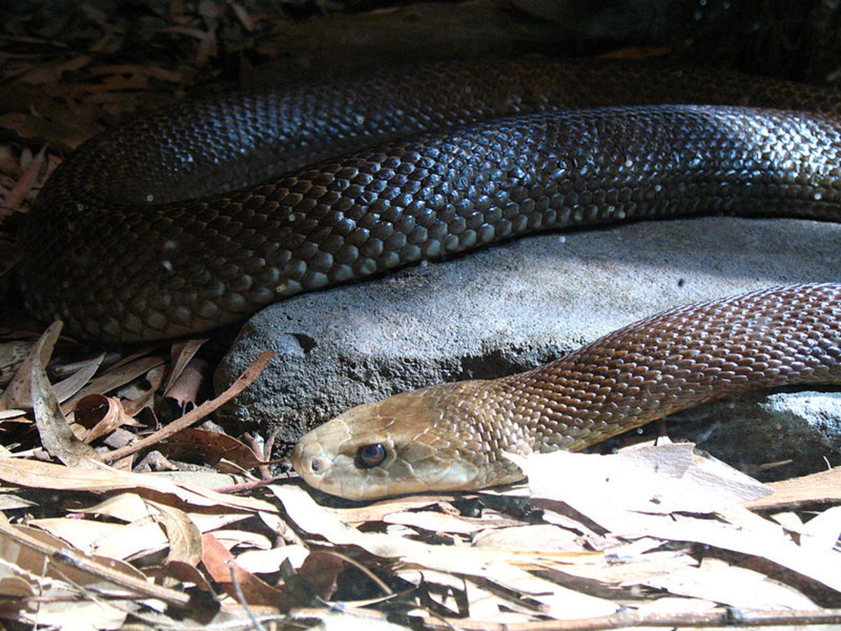 What Are The Most Venomous Australian Snakes?