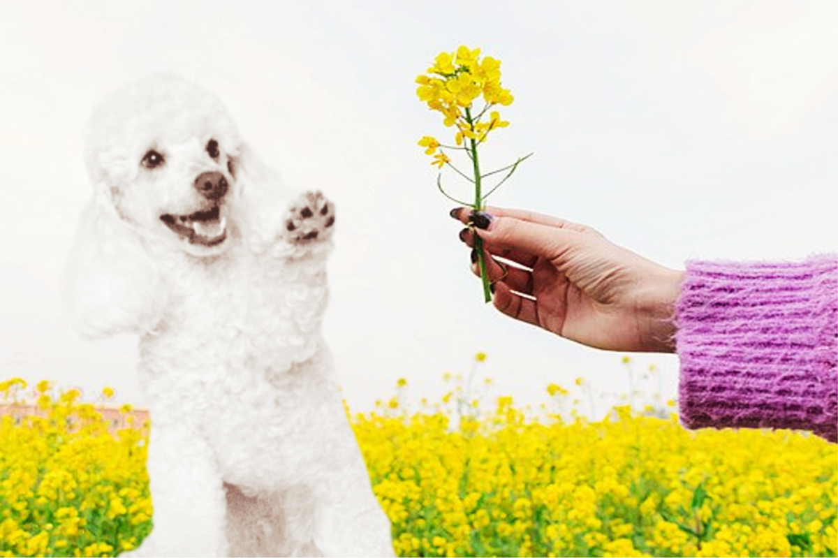 10 Reasons Why Poodle Make a Good Family Pet