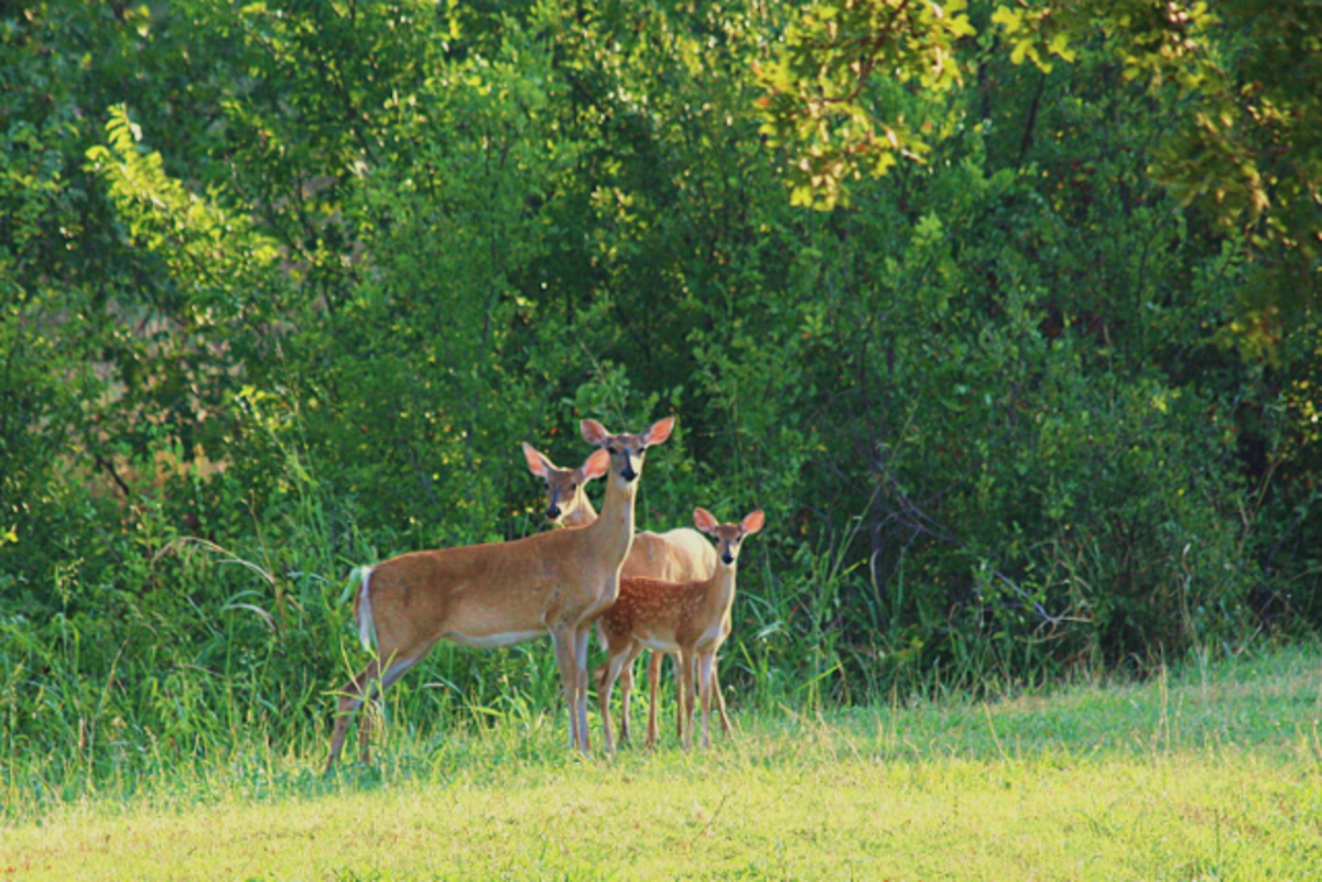 Two White Tail Doe and a Fawn Headed for Pond