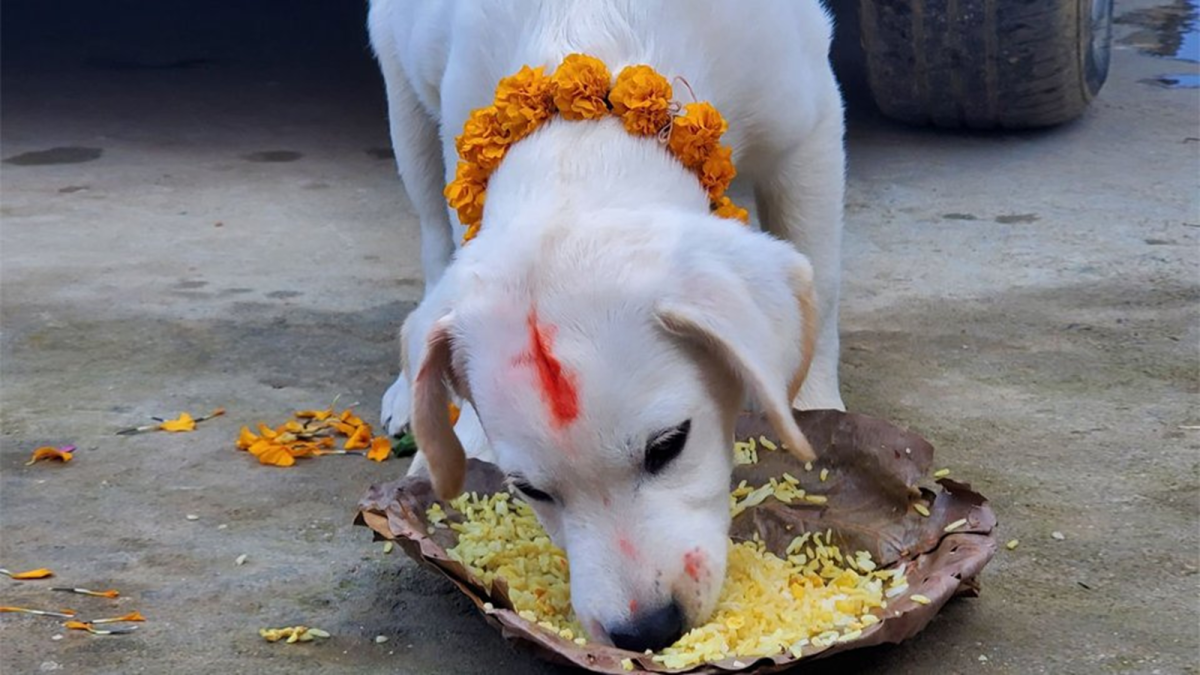 Kukur Tihar: Dog Worship in Nepal
