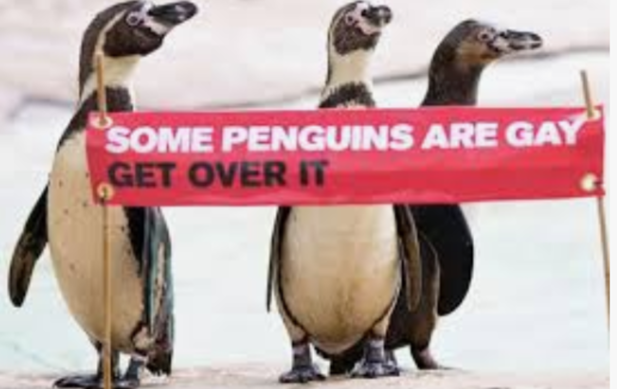 single-sex-penguin-pairs
