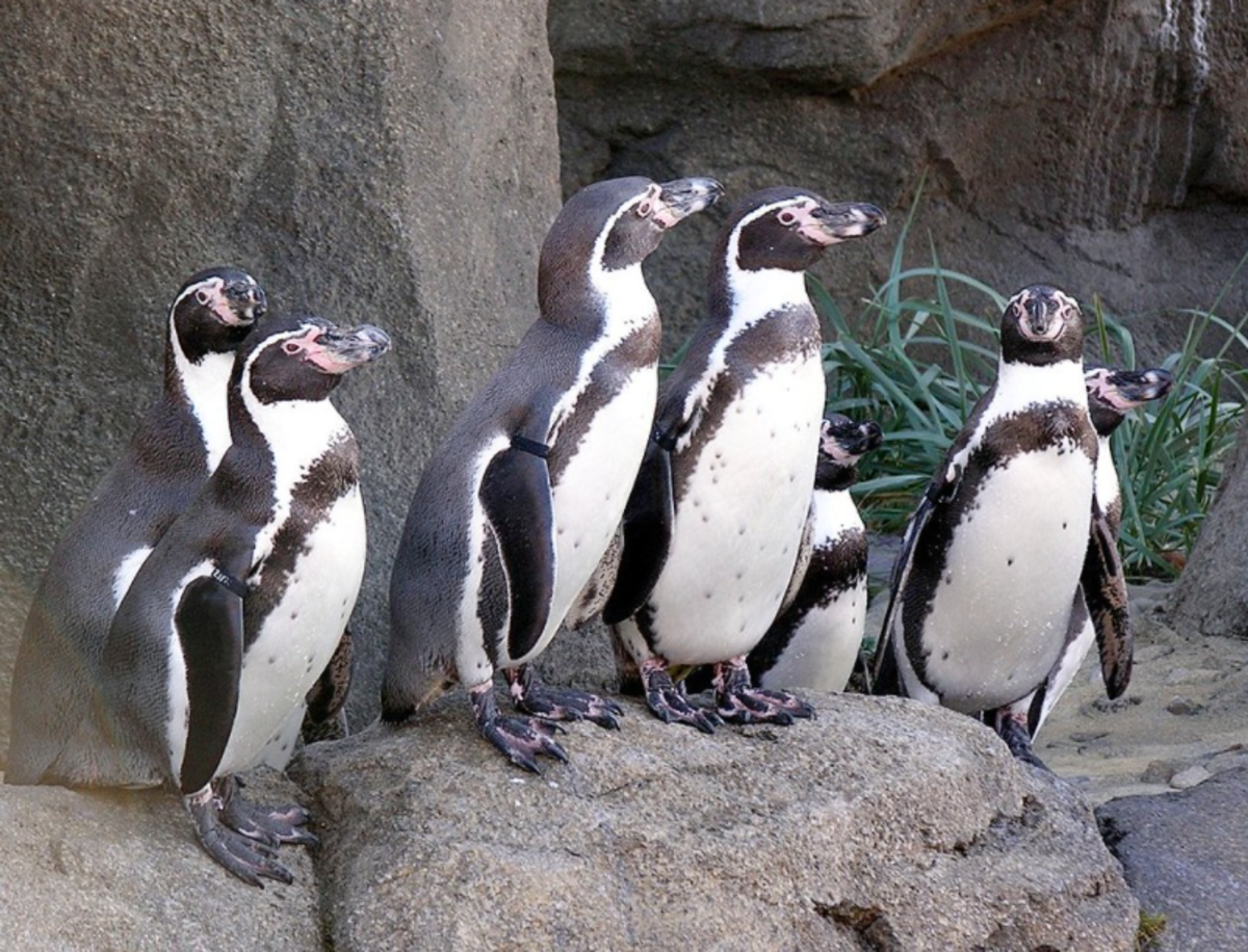 Single Sex Penguin Pairs