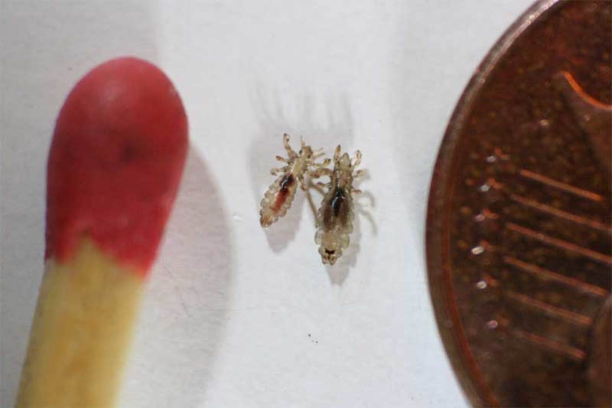 Picture of two adult head lice, one male, one female, with a match and coin to show the sizes.
