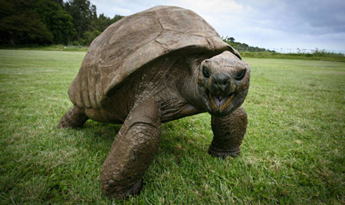 some-oldest-living-creatures-on-earth