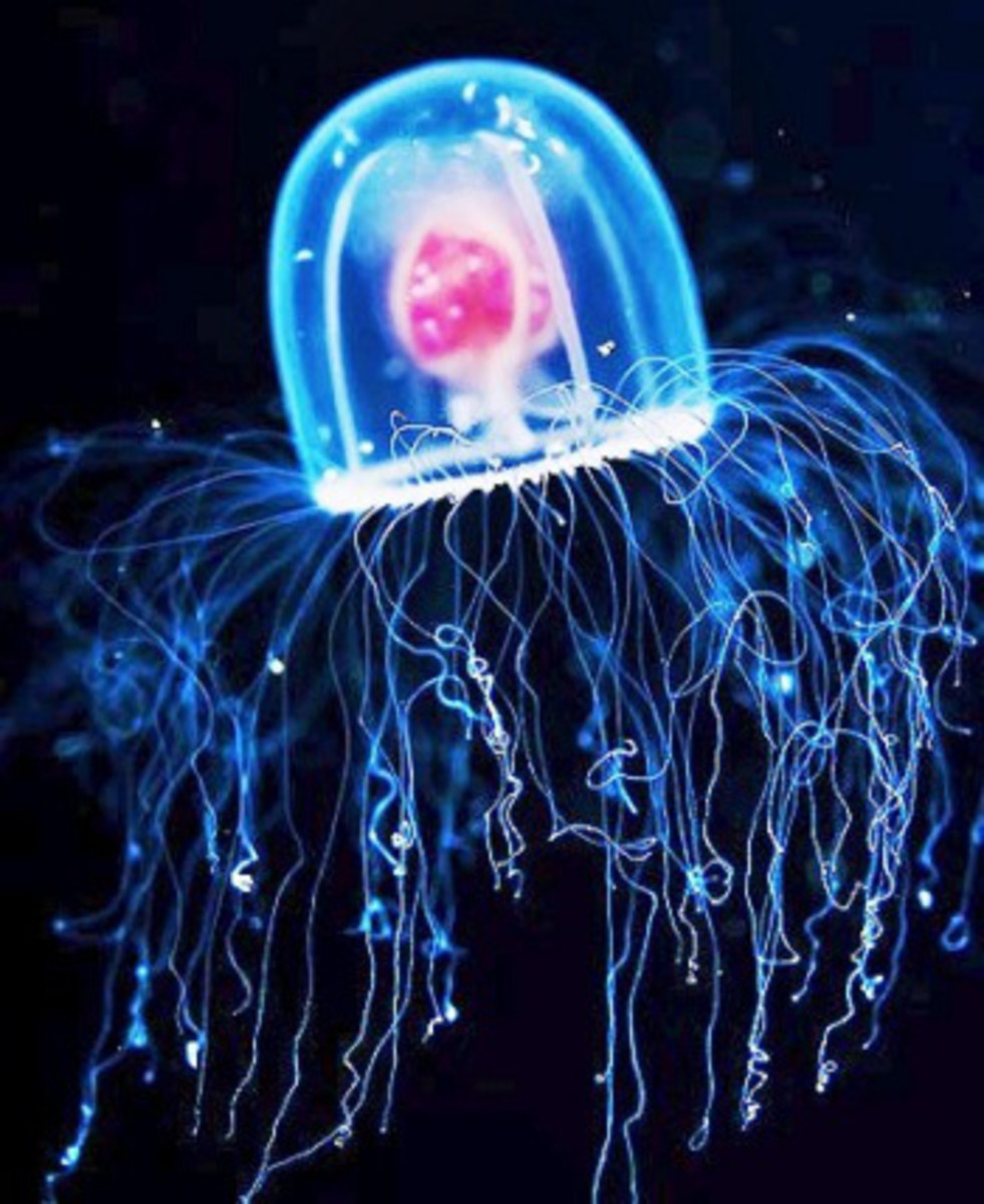 Turritopsis dohrnii, also known as the "immortal jellyfish," is the only animal on earth that can theoretically live forever, utilizing a rare cellular process known as "transdifferentiation."