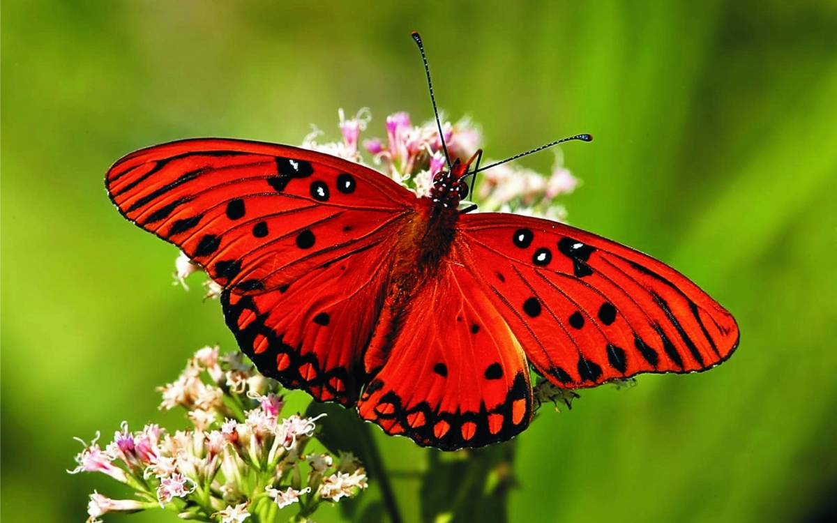butterflies-different-color-different-patterns