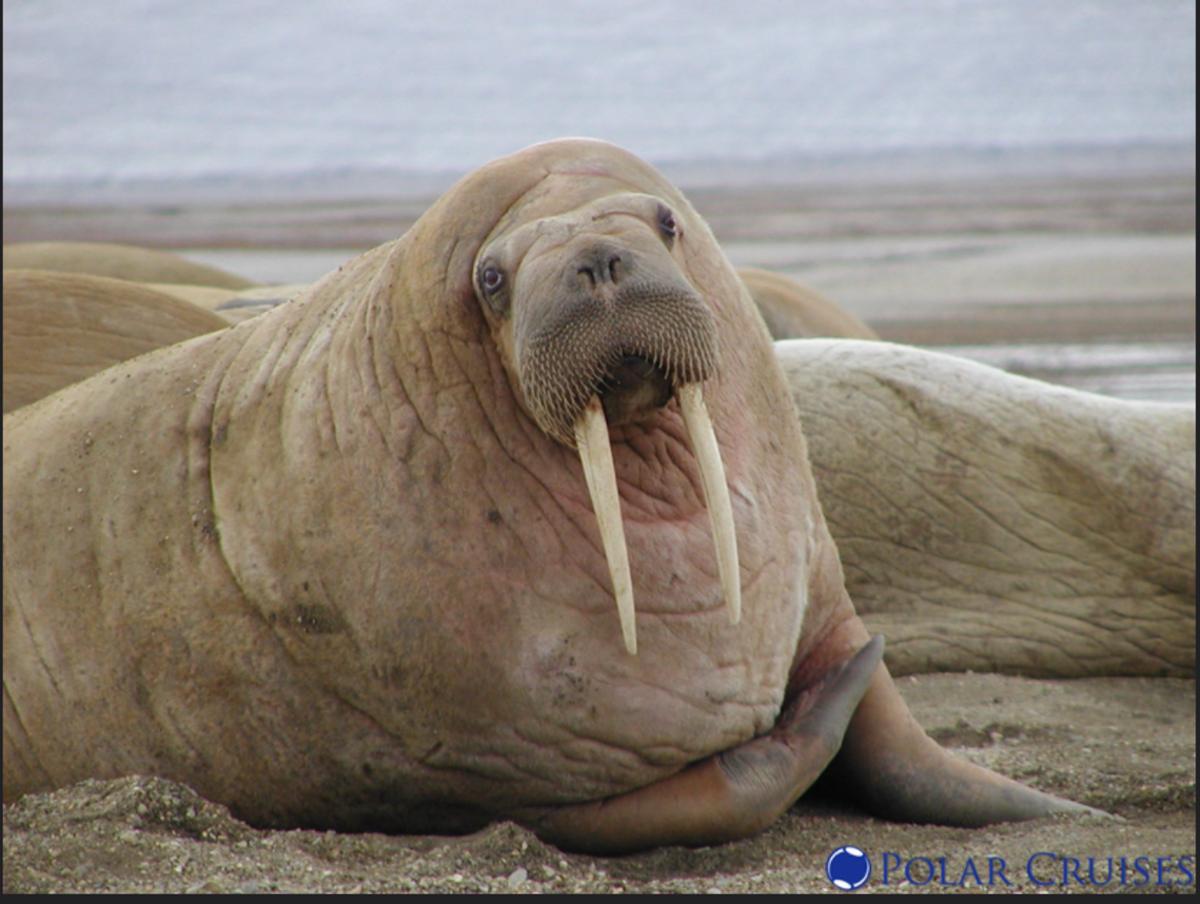 Walrus Awareness Week