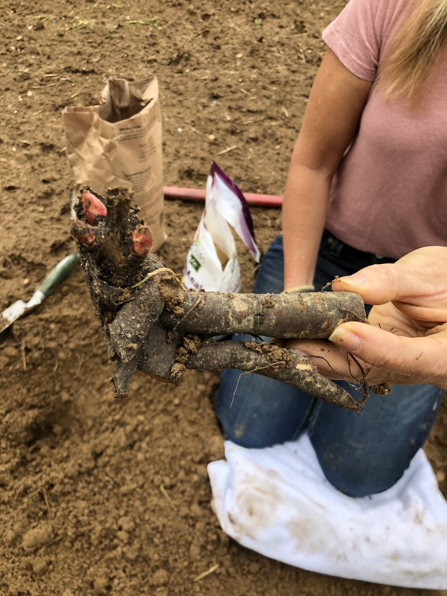Fall is the perfect time to plant your peony tubers (and many other spring-blooming tubers and bulbs!).