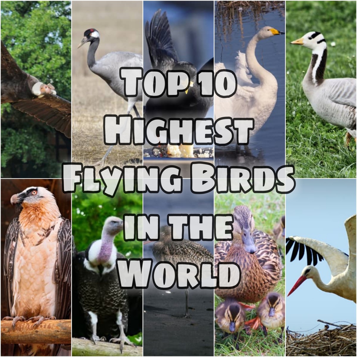This article discusses the top 10 highest flying birds in the world.