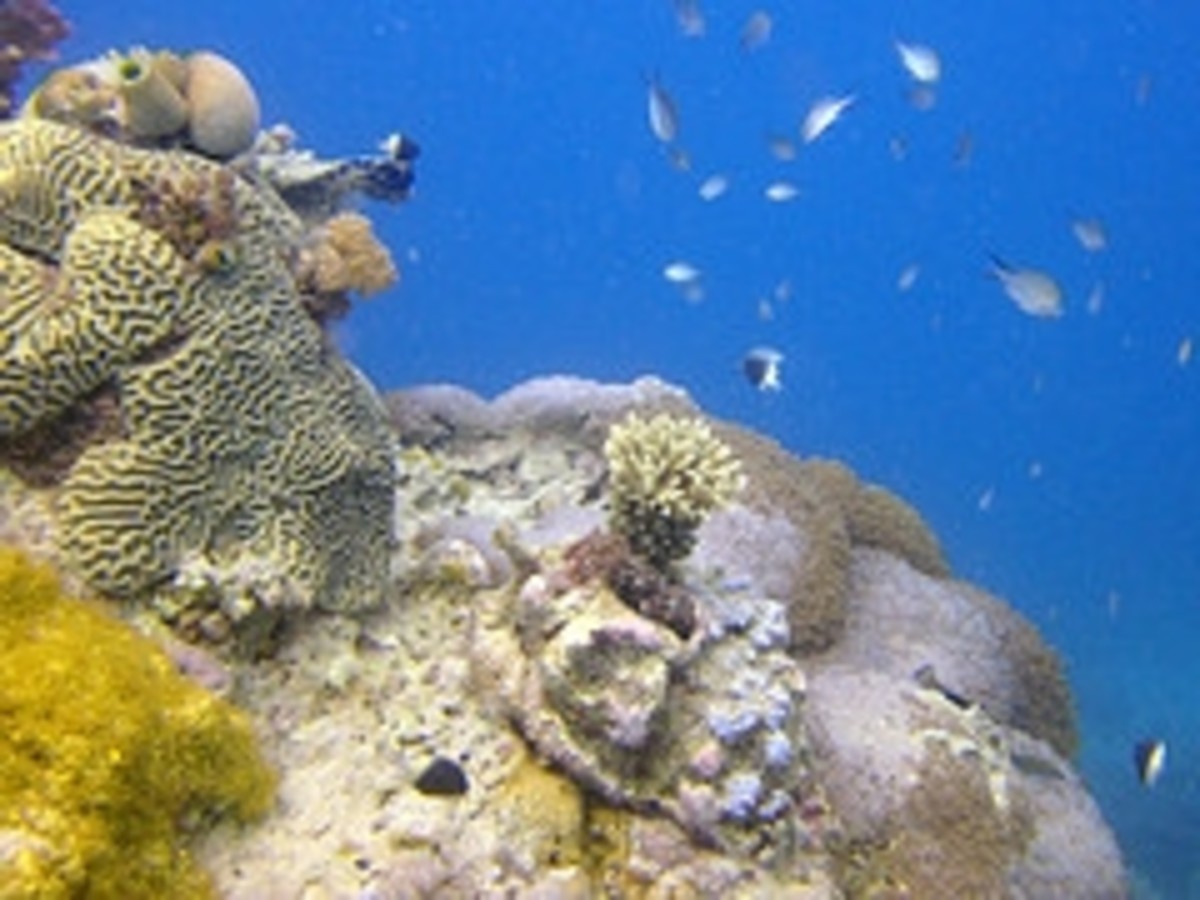 coral-reef-pictures