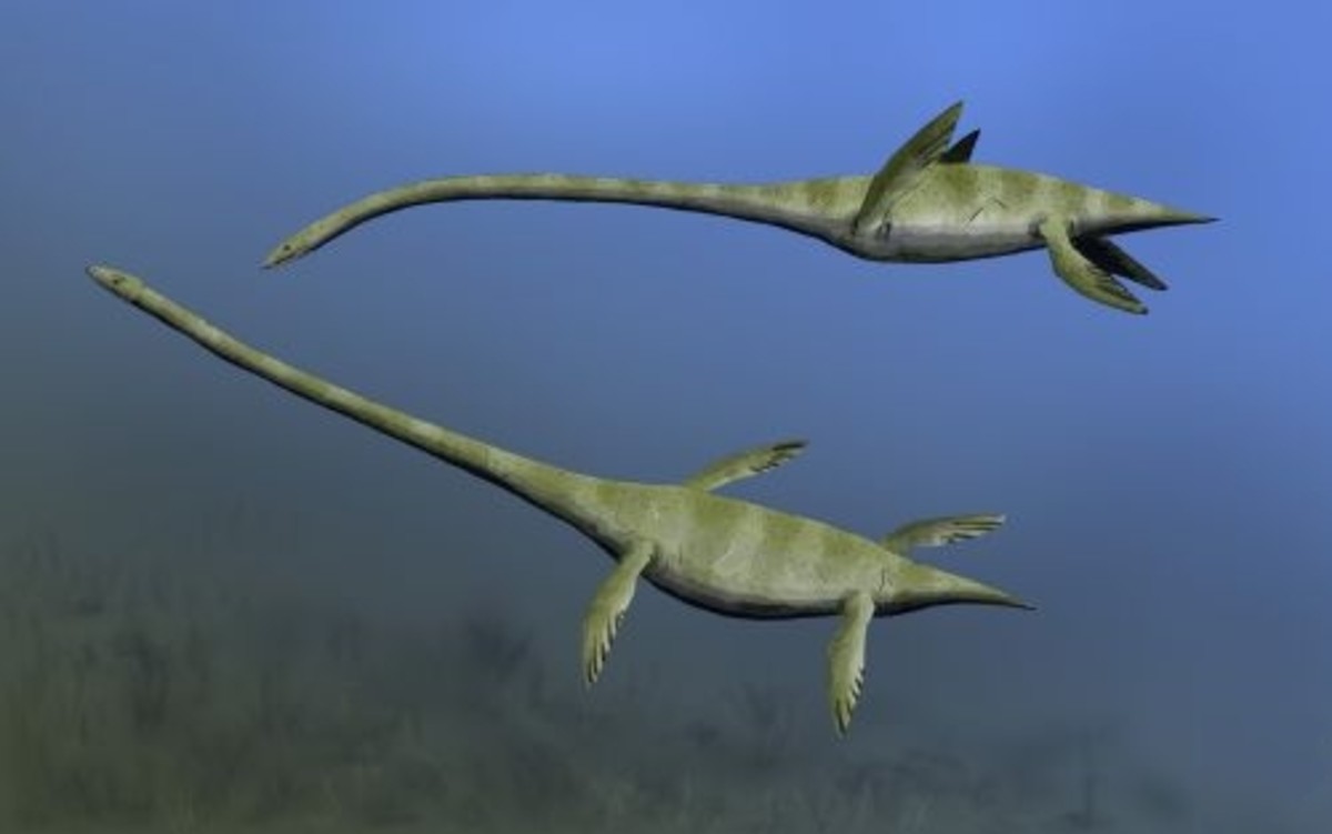 The Difference Between Plesiosaurs and Pliosaurs