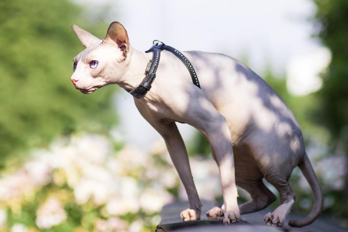 6 Hairless Animals That Will Freak You Out