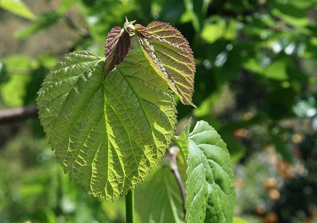 White Mulberry Leaves