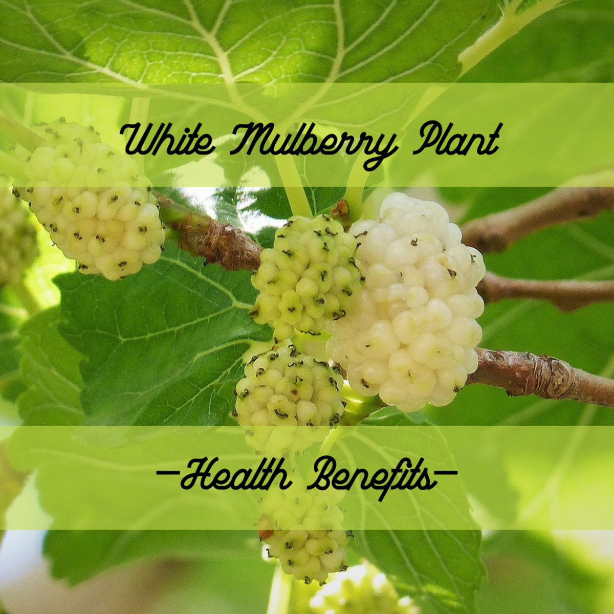The Health Benefits of and Studies of White Mulberry 