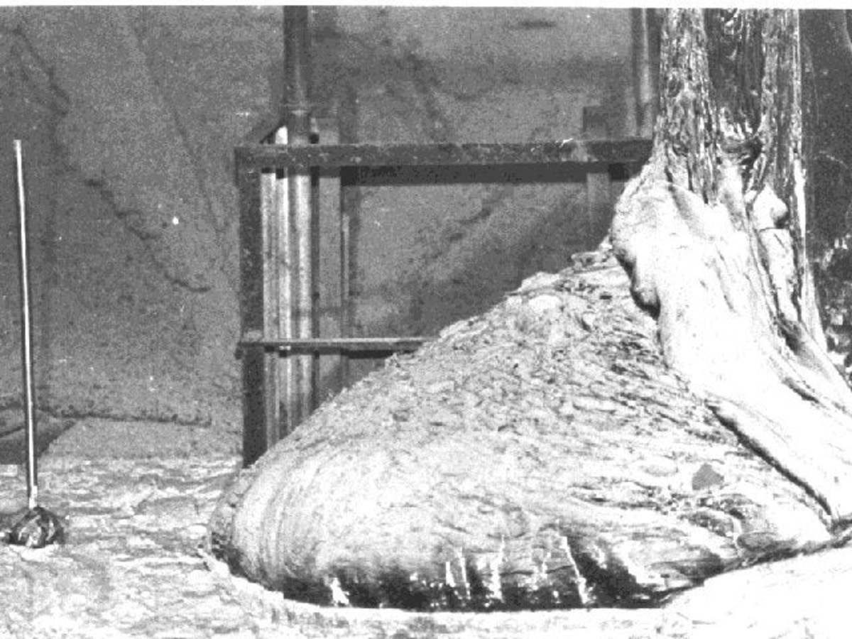 "The Elephants Foot" corium spilling from Unit 4 of the Chernobyl Nuclear Power exposure of more than 5 minutes is lethal. 