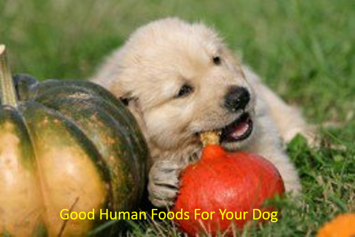 15-worst-human-foods-far-your-dog