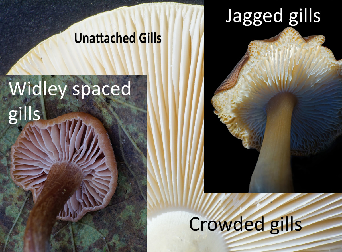 Mushroom Gills (Free Gills) Unattached