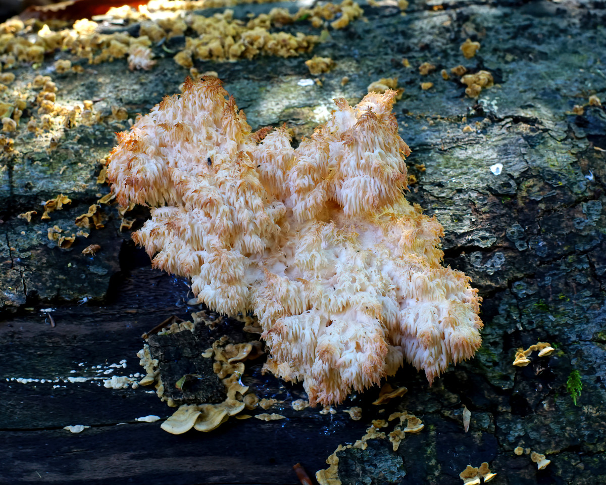 Hericium, coralloides (Lion's Mane Mushroom)