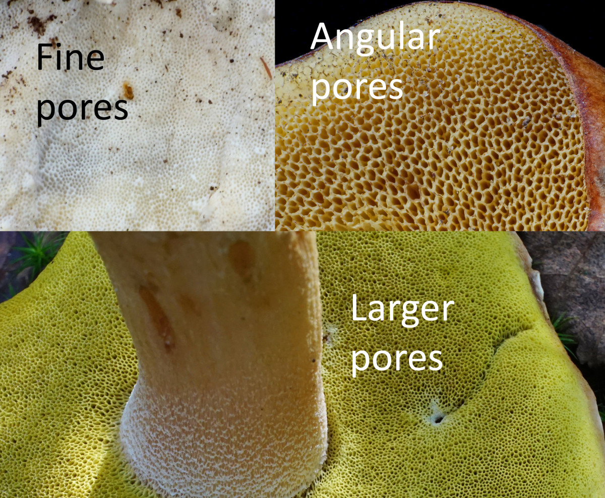 Mushroom Pores