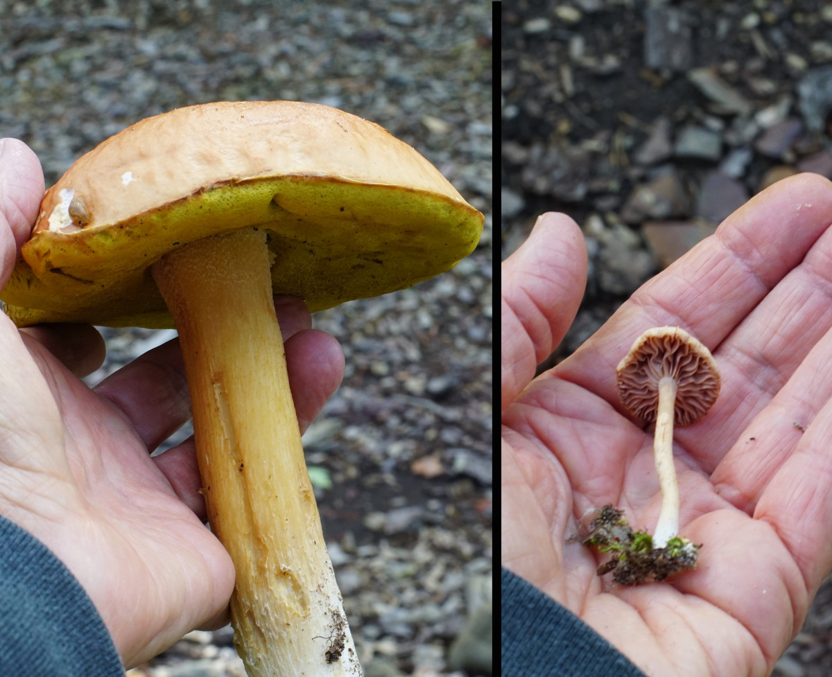 Size is a factor when identifying mushrooms.