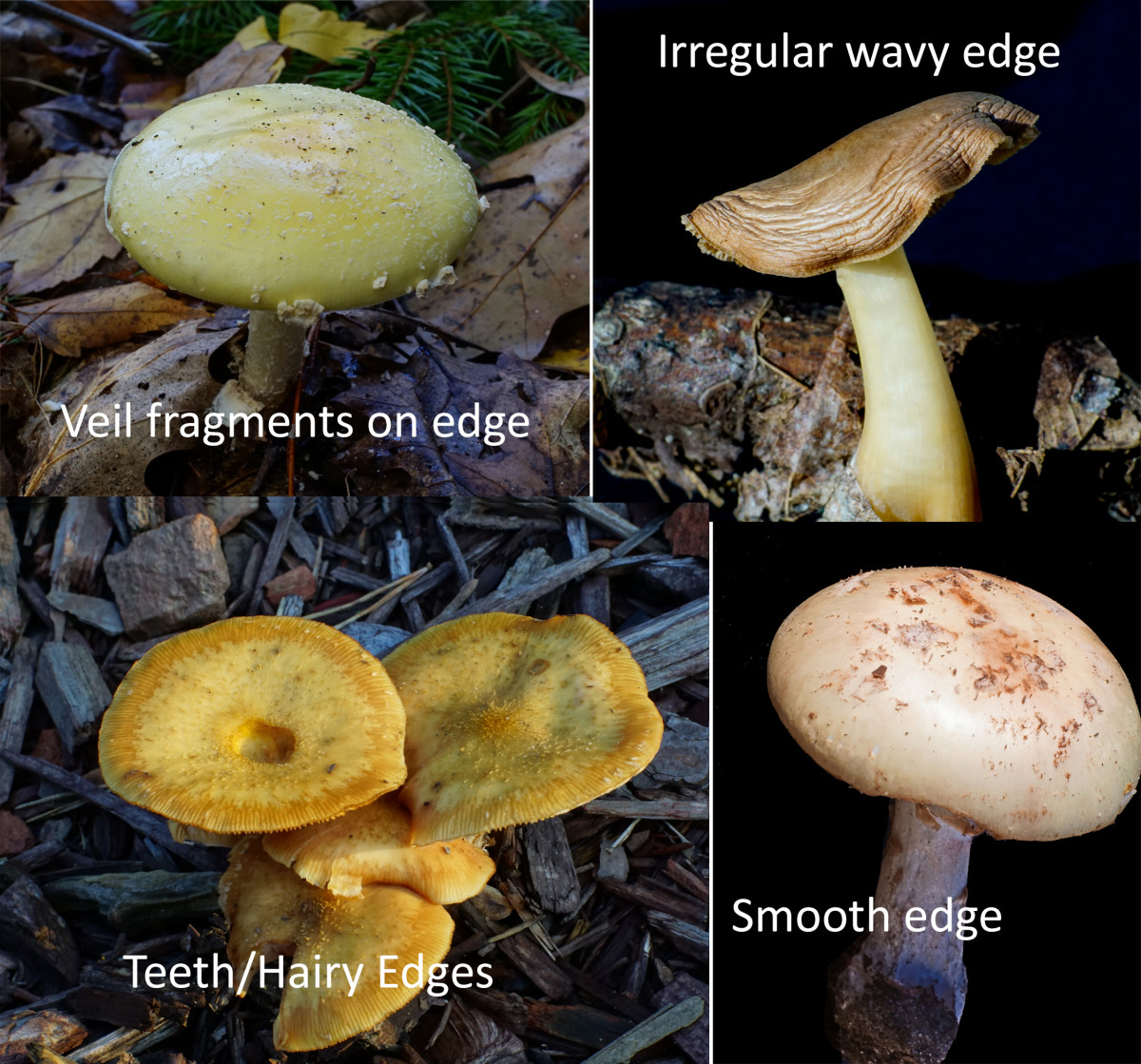 Cap and Stem Mushrooms Edging  Features