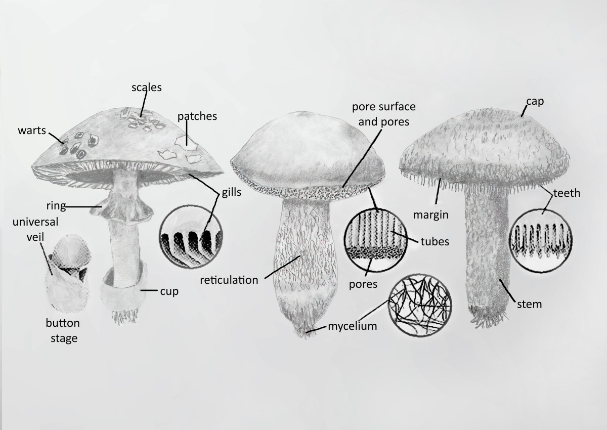 Drawing of Mushroom Characteristics and Terminology