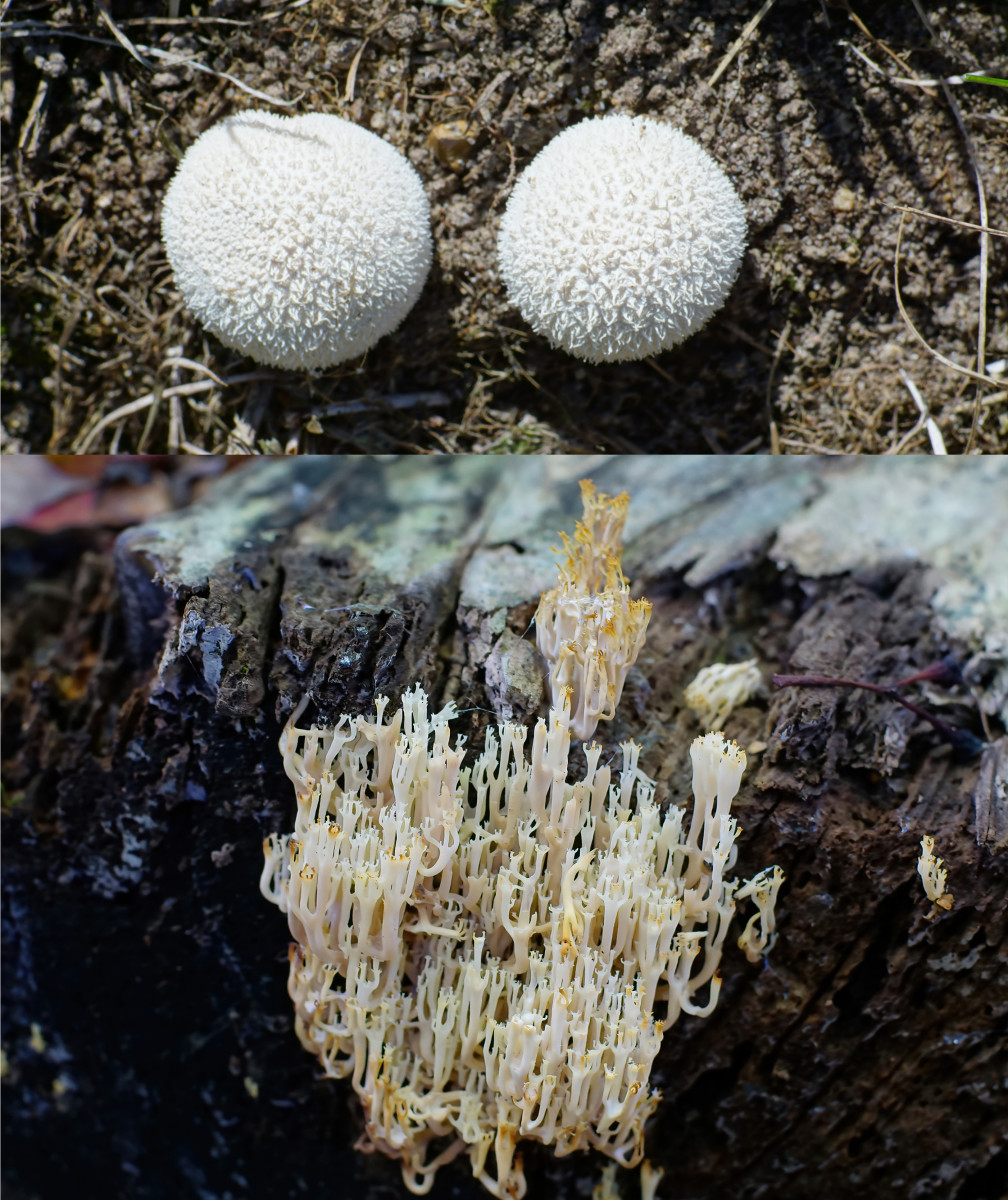 Top: Spiny Puffball Mushrooms  Bottom: Crown-Tipped Coral Mushrooms