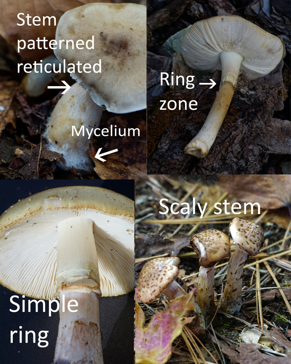 Mushroom Stems