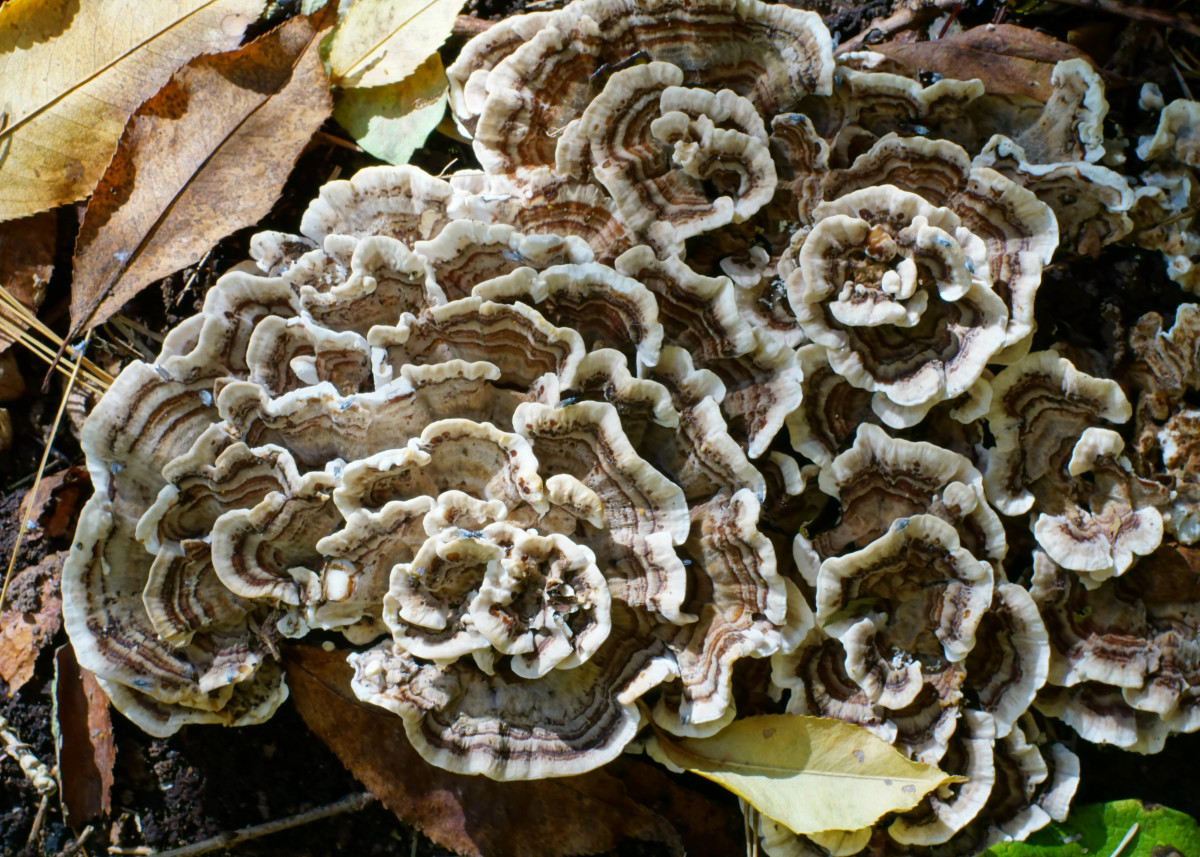 Trametes veriscolor (Turkey Tail Shelf Mushroom)