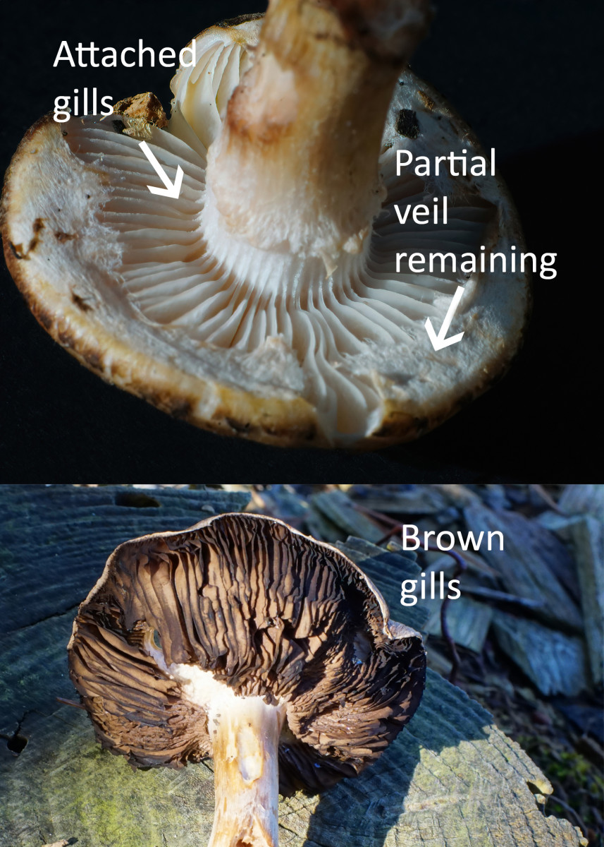 https://images.saymedia-content.com/.image/t_share/MTg1OTMyNTIwODI3MzMxNzEz/getting-to-know-mushrooms.jpg