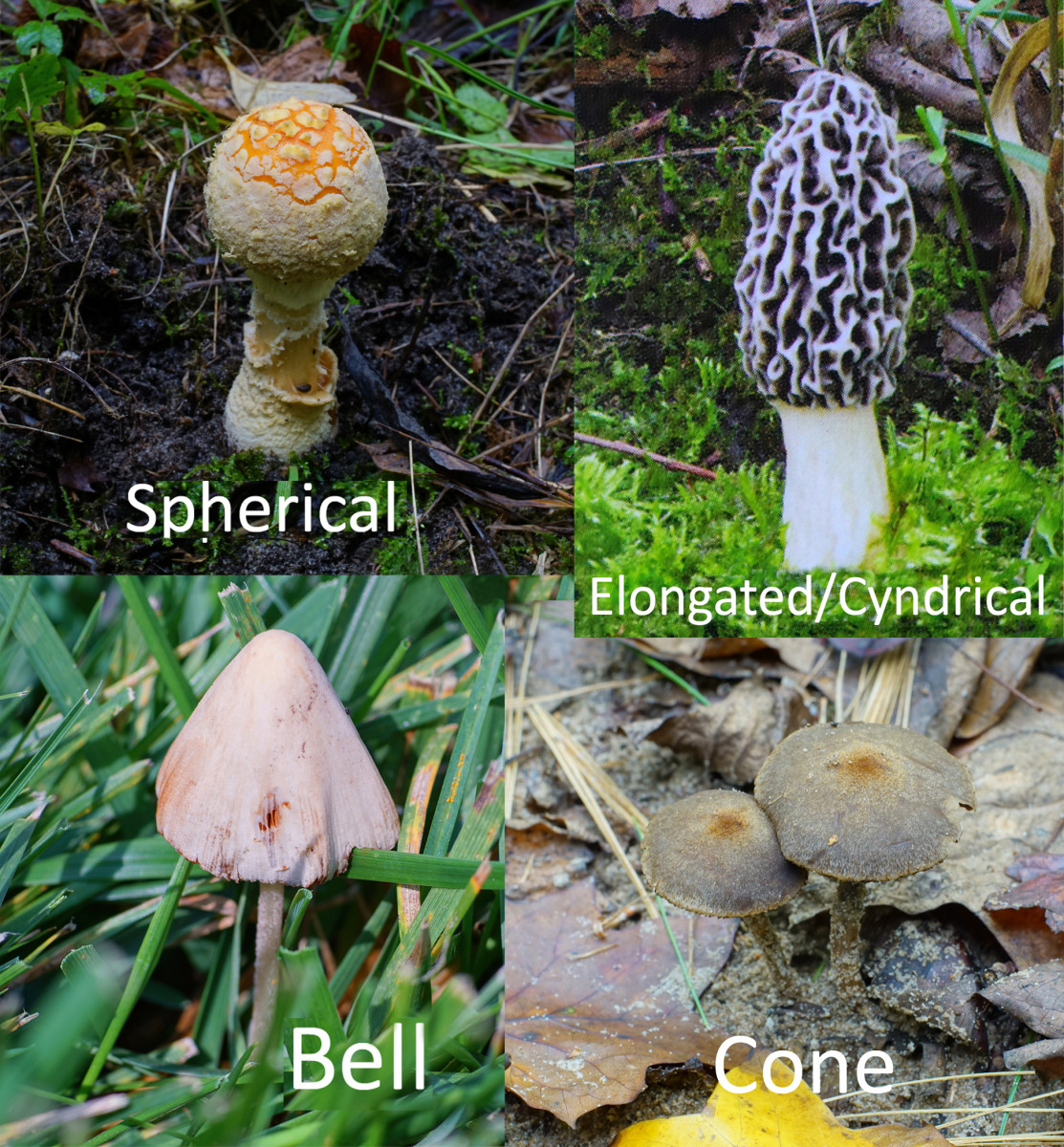 Mushroom Cap Shapes