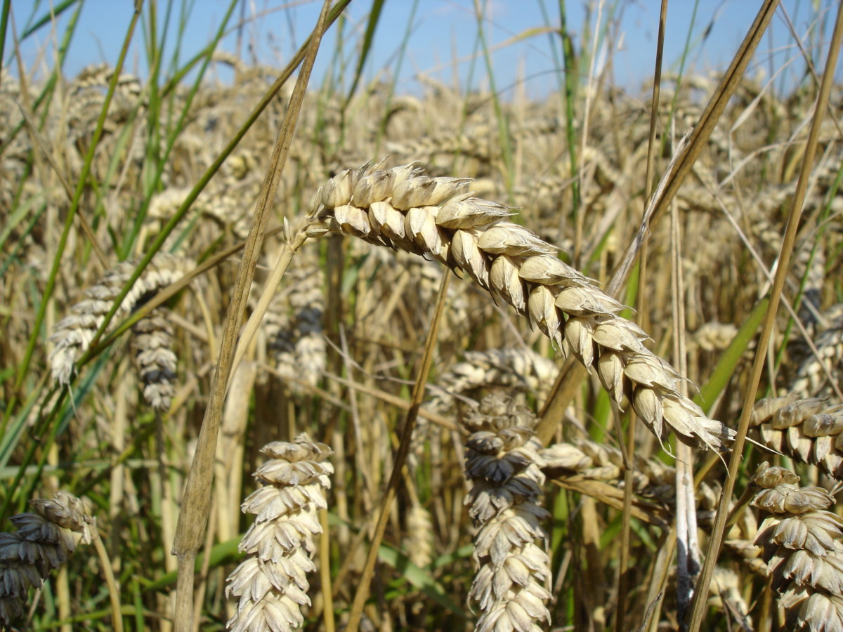 Picking Wheat