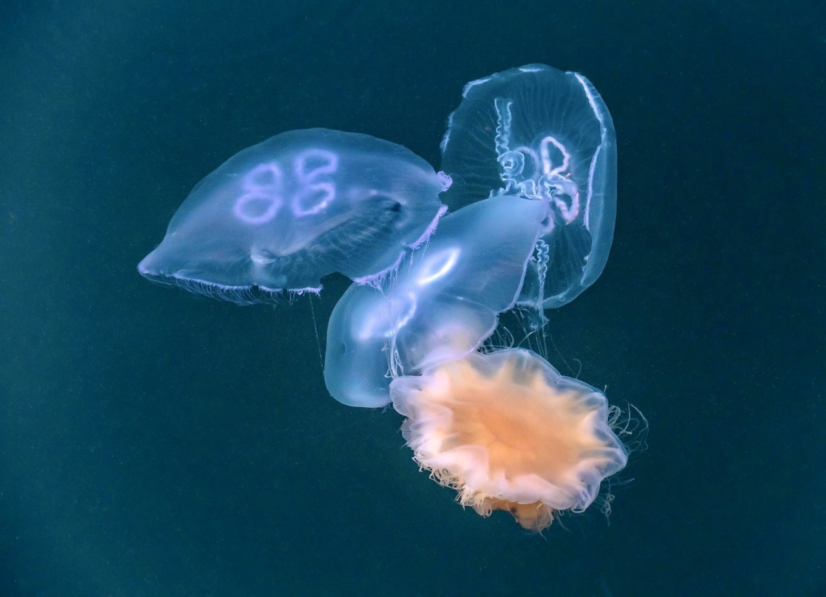 A lion’s mane jellyfish and the three moon jellyfish that it has captured for food