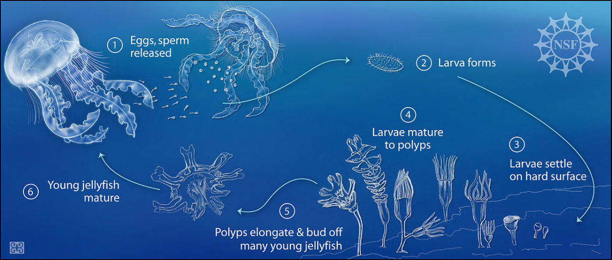 Life cycle of jellyfish