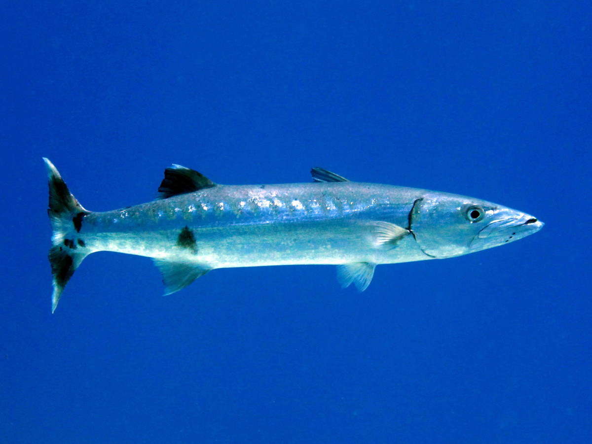 Barracudas can and will attack humans.