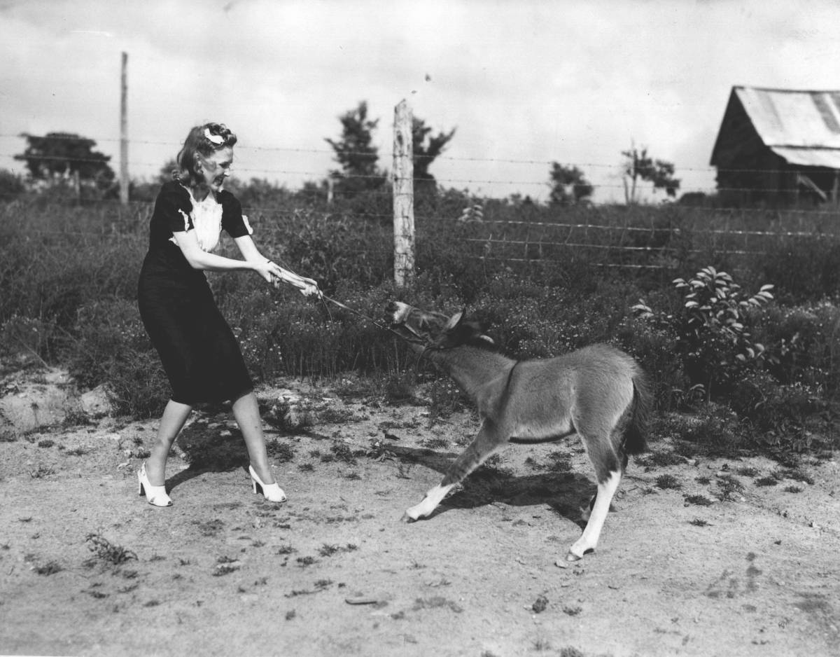 Lucille Keith tugging at a three-month old, 40 lb. stubborn midget mule, owned by Lex Watson of Columbia, Tennessee