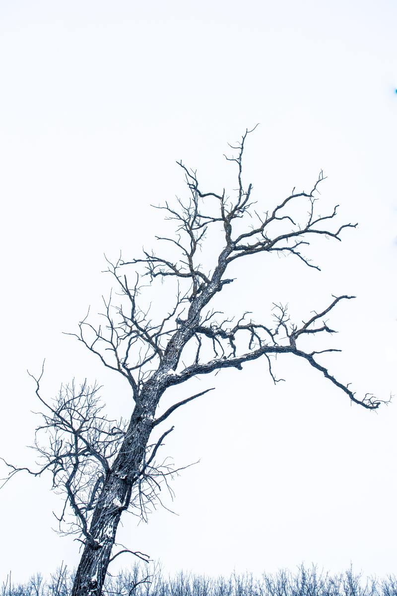 Winter Tree Haiku