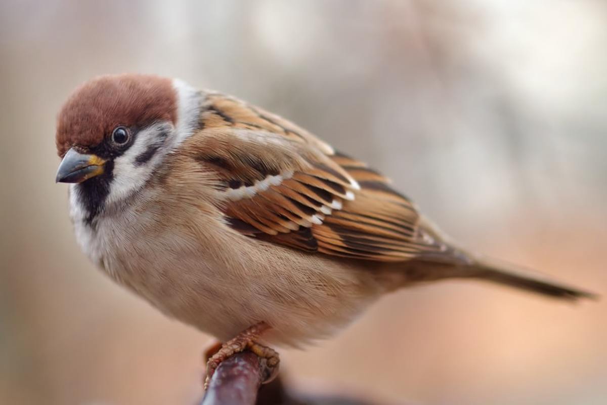 Mao's public enemy number one, the Eurasian tree sparrow. 
