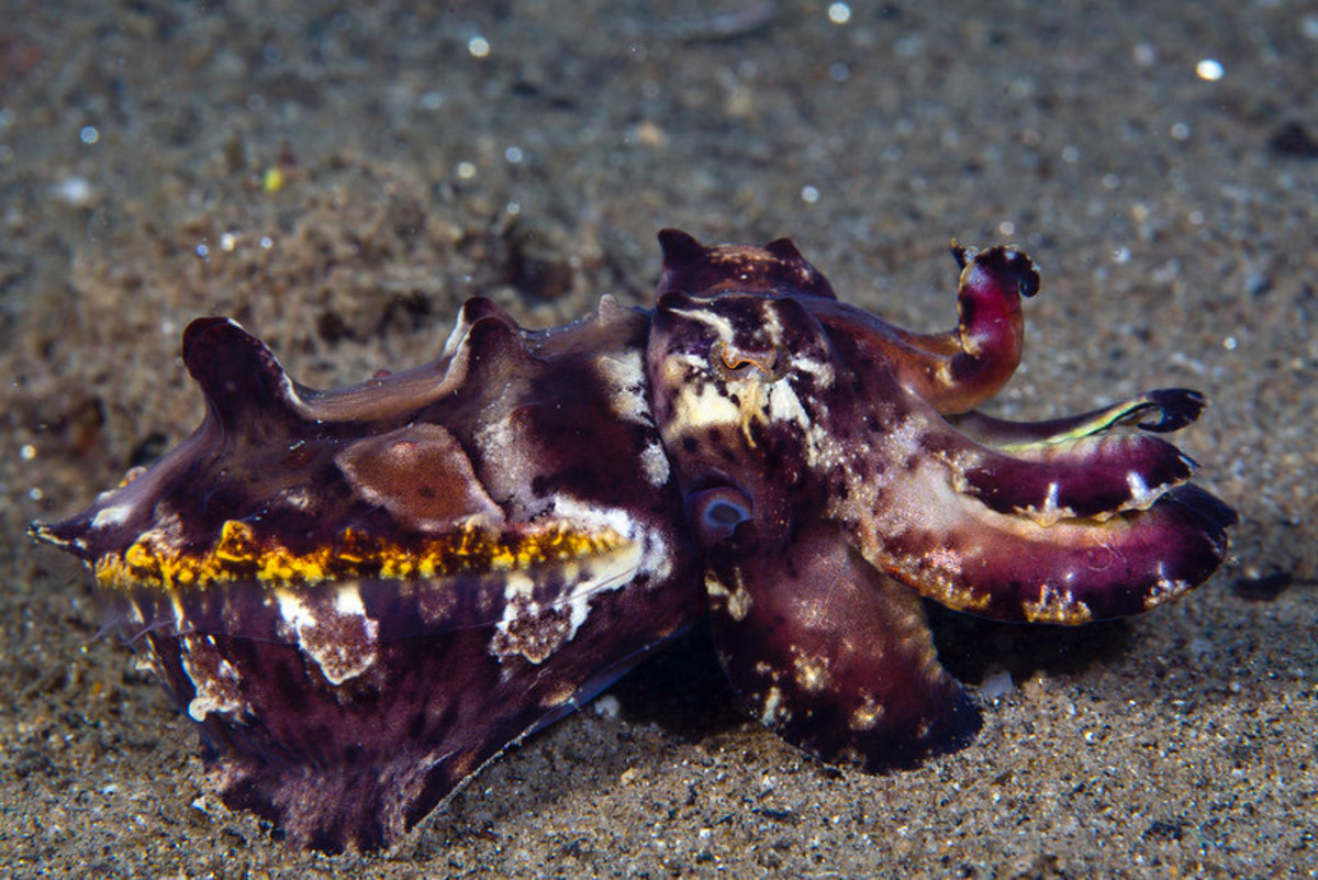 Flamboyant cuttlefish 