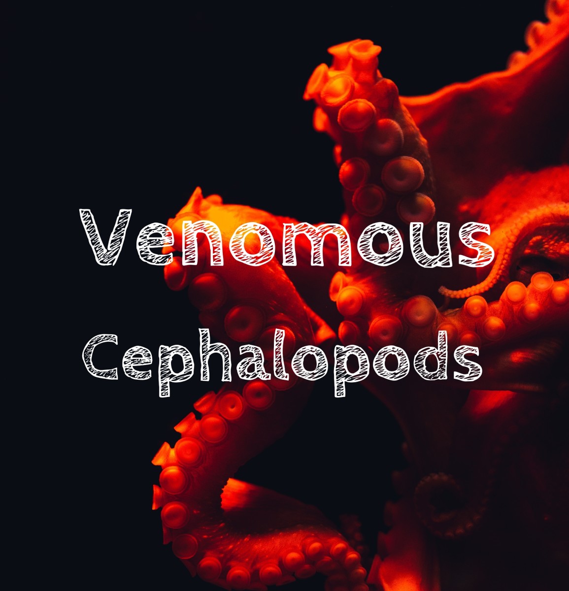 Let's learn about two most venomous cephalopods—Flamboyant cuttlefish and Blue-ringed Octopus