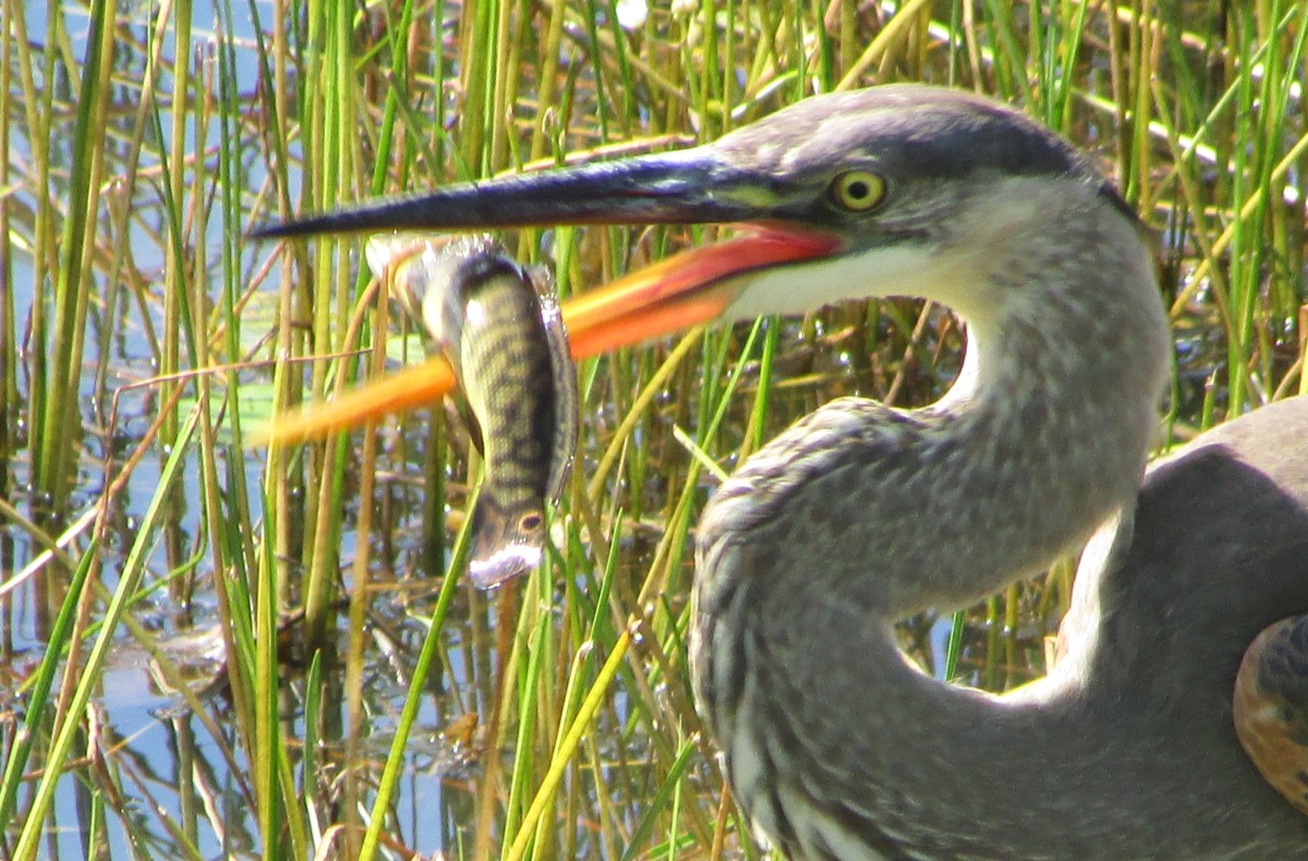 Great Blue Heron with a freshly caught yellow perch. 