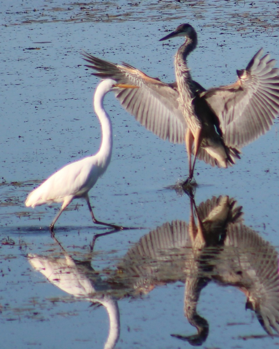 A Great Blue heron lands in front of  a Great White Egret. 