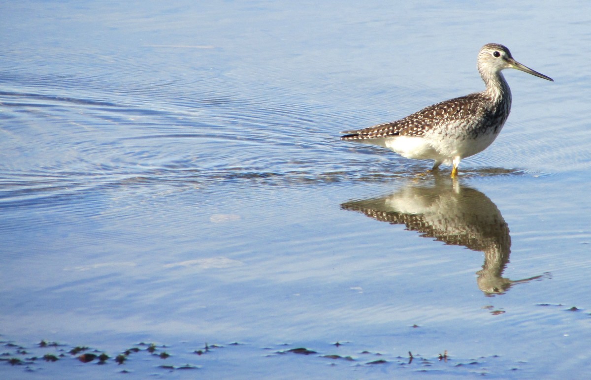 Sandpiper in shallow water