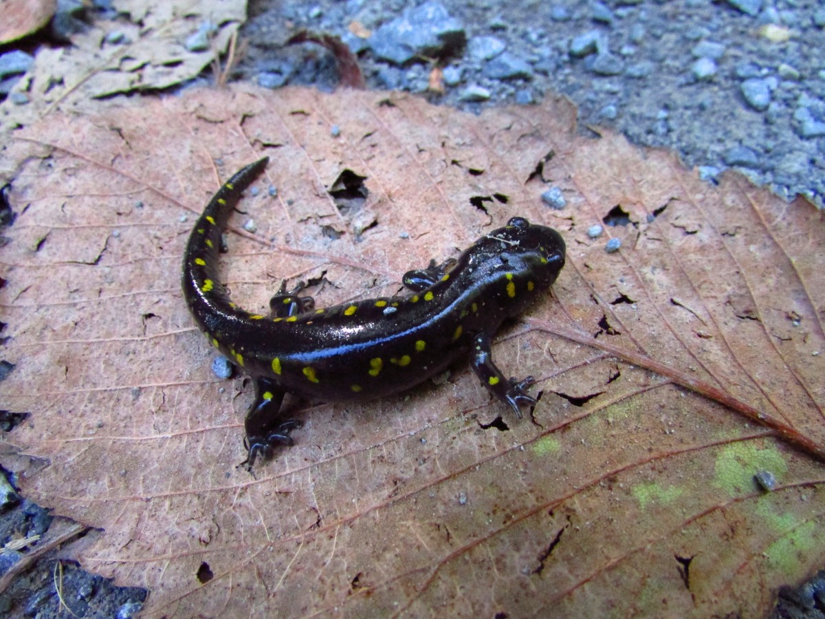 Yellow spotted salamander 