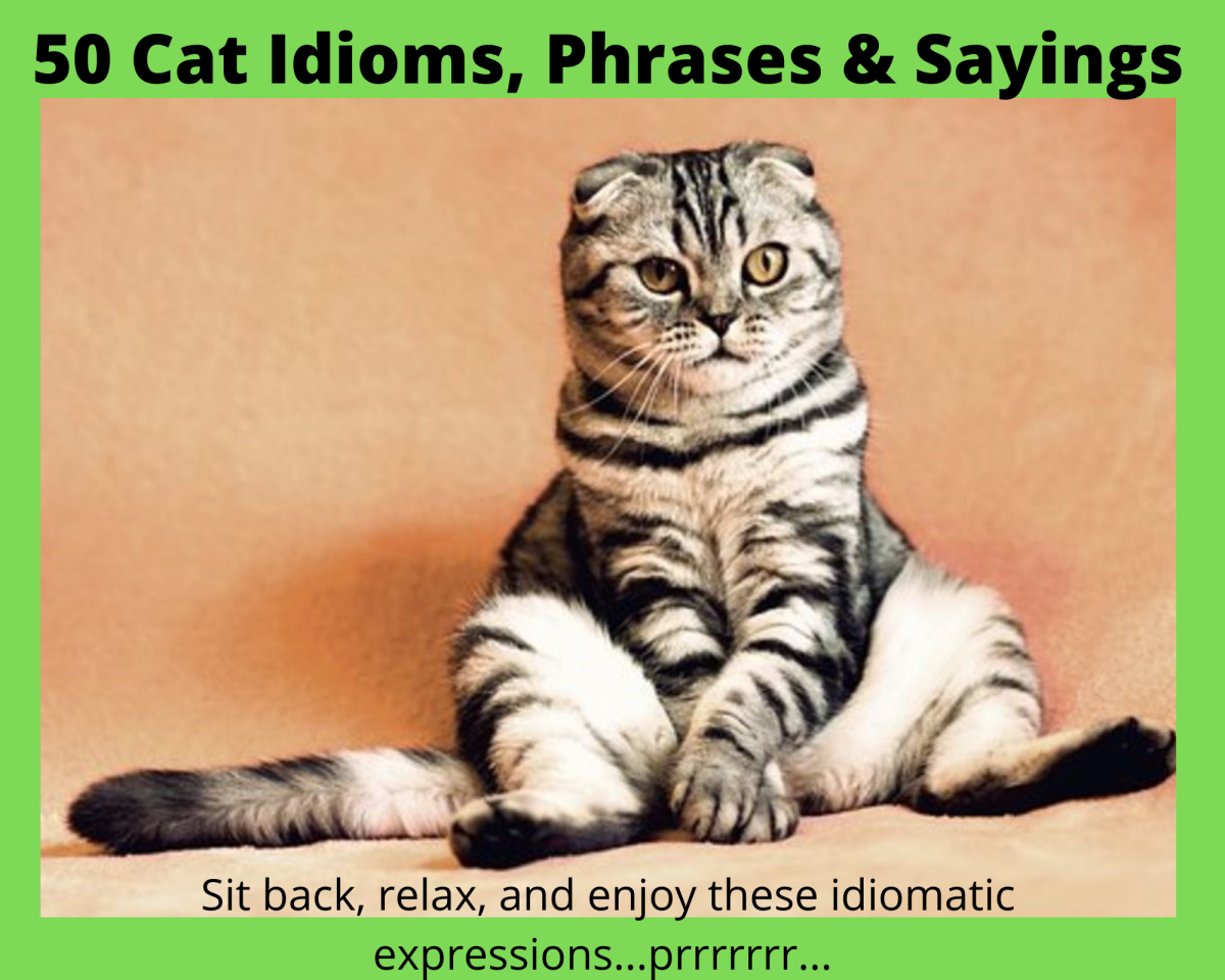 Before beginning to peruse these Cat Idioms and Phrases make sure you are sitting comfortably.