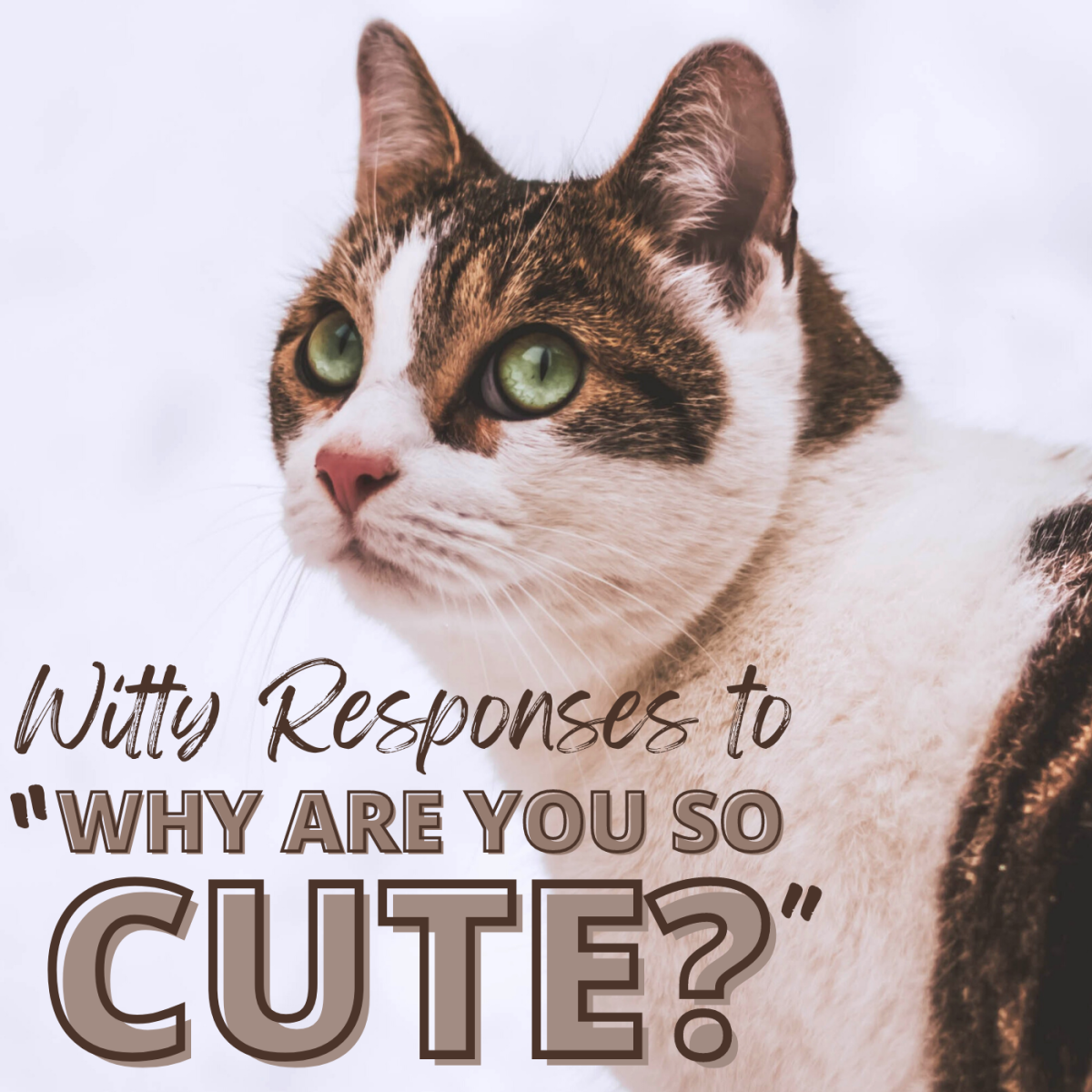 Cat got your tongue when someone compliments you? Try one of these creative answers to the question "Why are you so cute?"