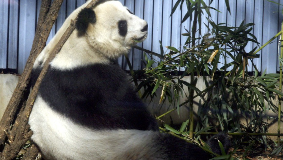 The Other Giant Pandas