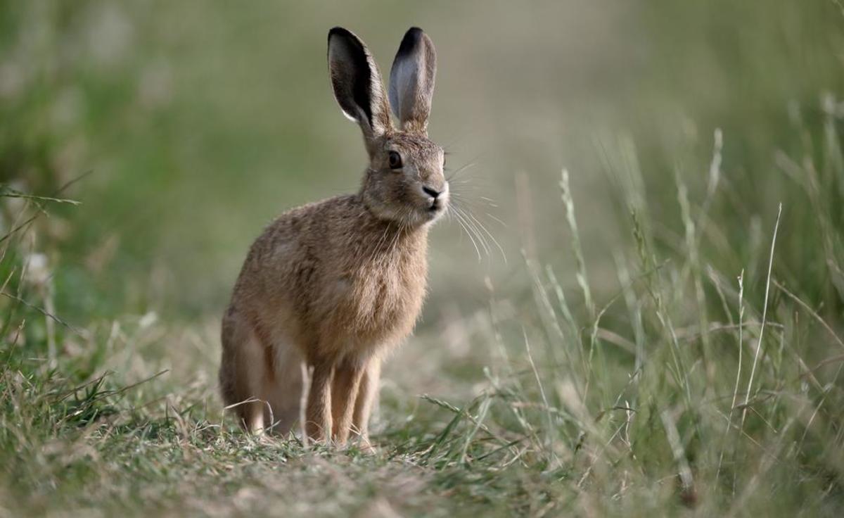 The hare, a favorite Easter animal.